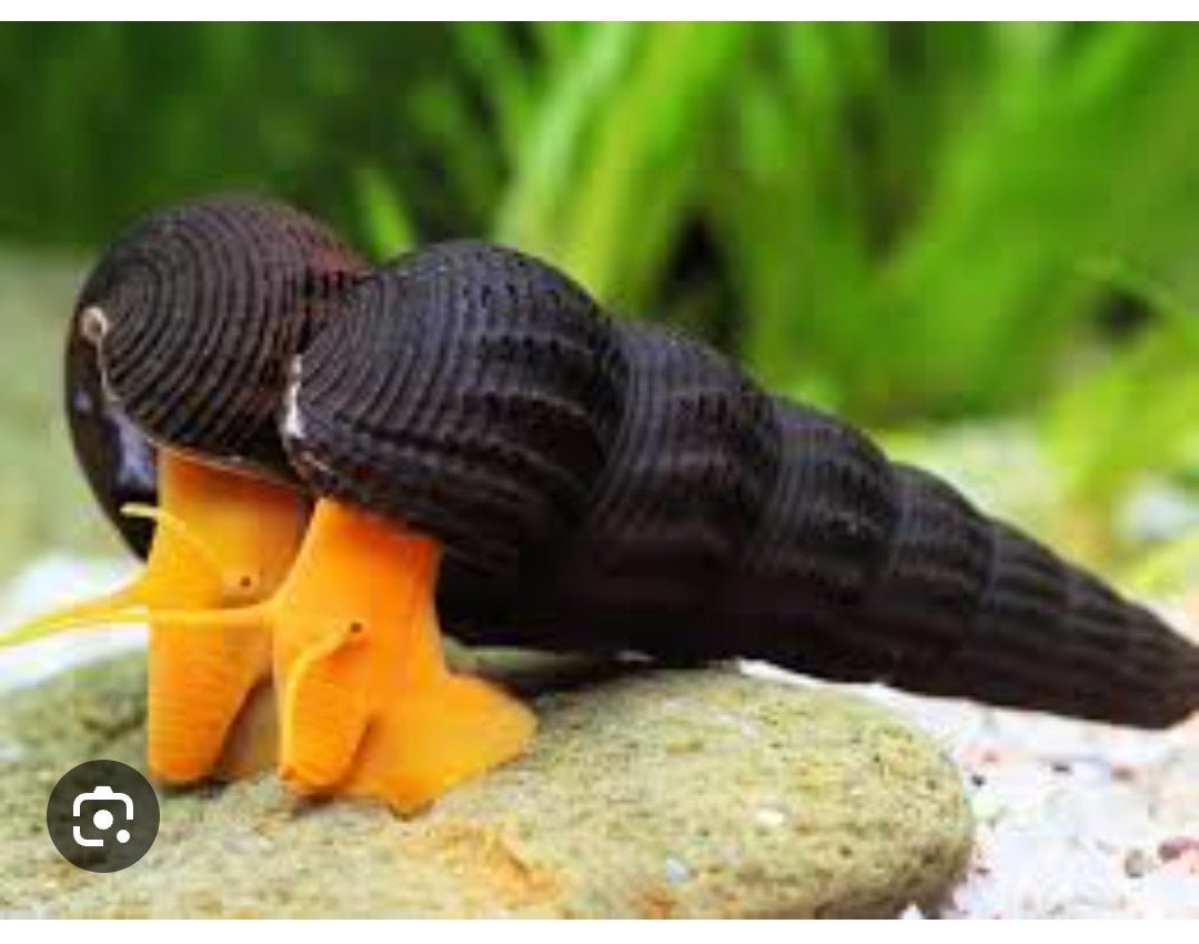 Rabbit Snail