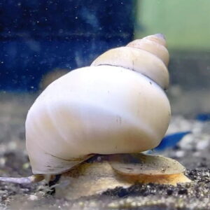 White wizard snails