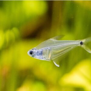 Mountain Crystal Tetra