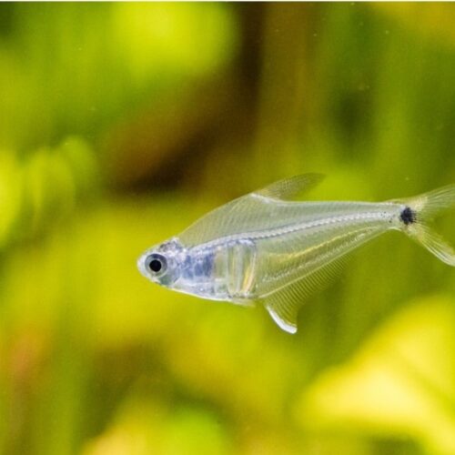 Mountain Crystal Tetra