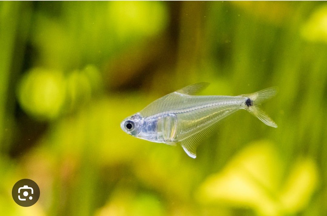 Mountain Crystal Tetra
