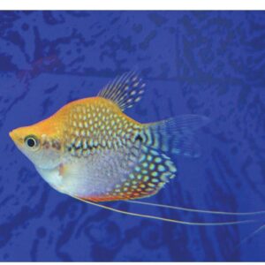 Balloon Gourami