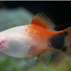 mickey mouse Platy