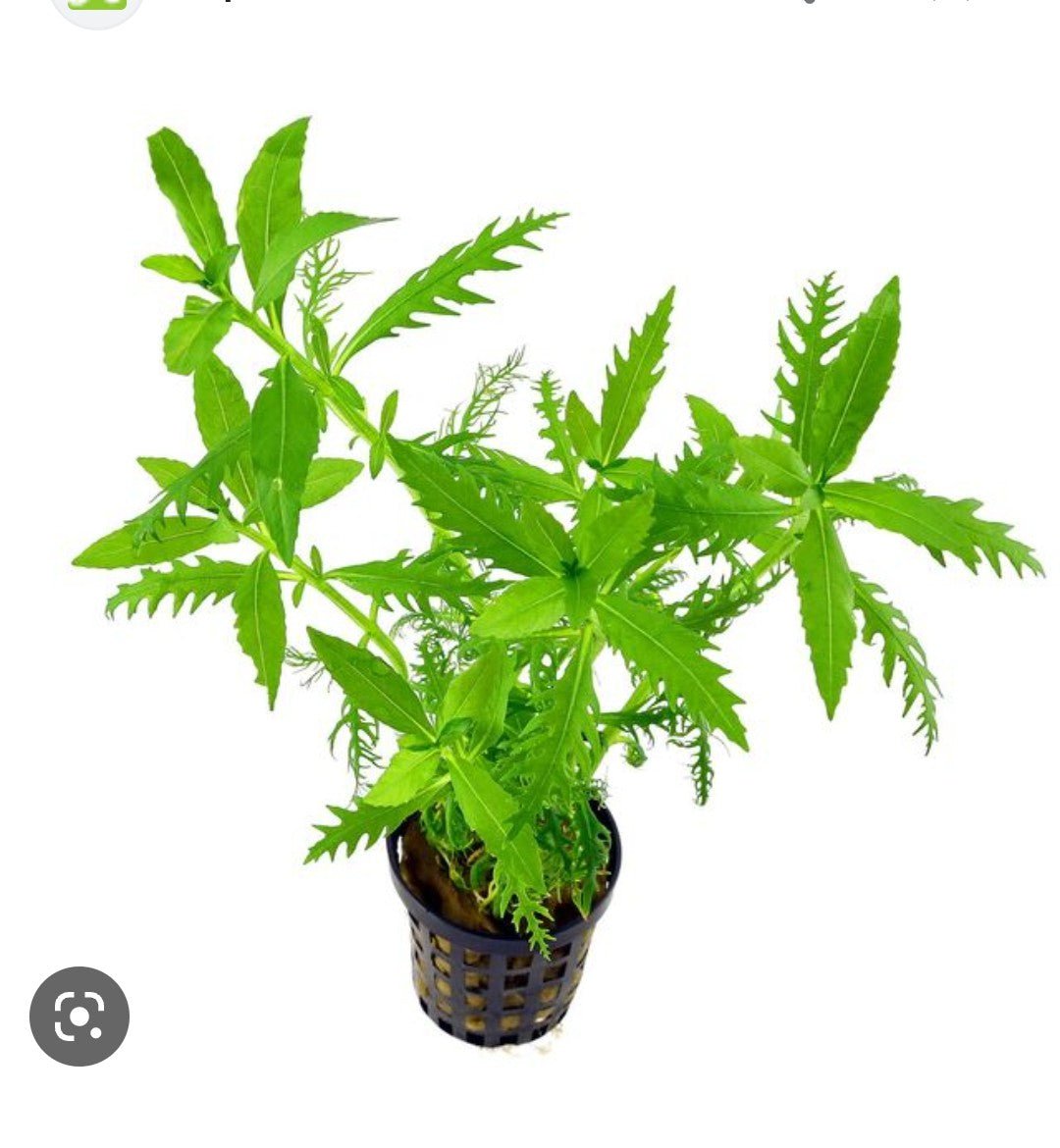 TCulture Hygrophila Balsamica (Pot)