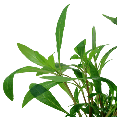 Tropica Hygrophila Siamensis 53B in Pot