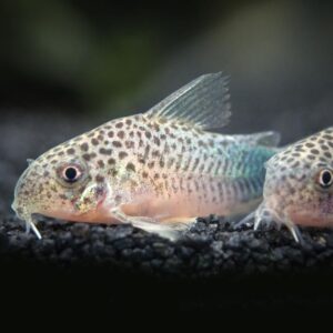 Similis Corydoras