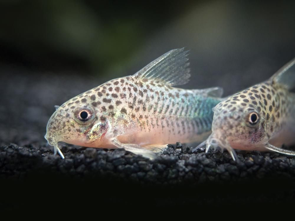 Similis Corydoras