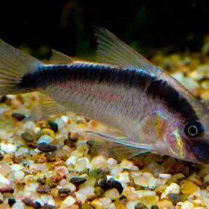 Skunk Cory