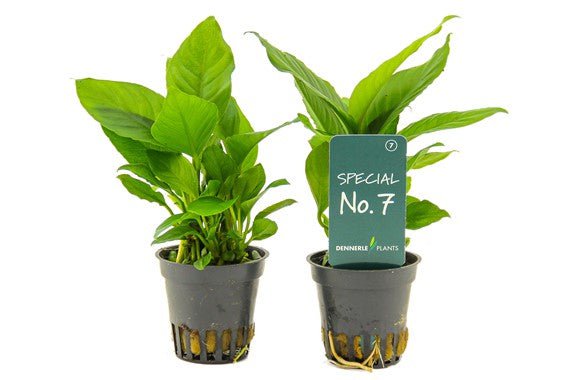 Dennerle Anubias hetarophylla (TC Cup)