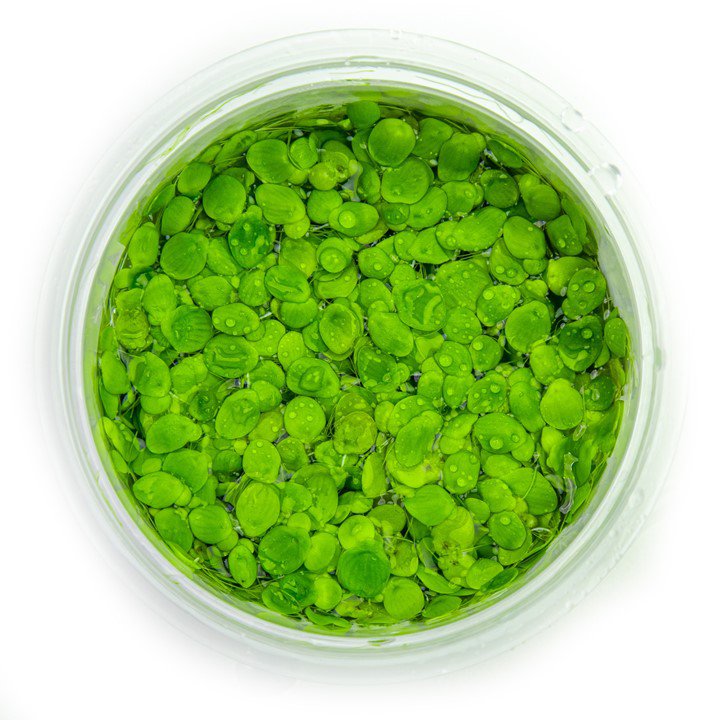 Tropica Spirodela polyrrhiza 1-2-Grow!