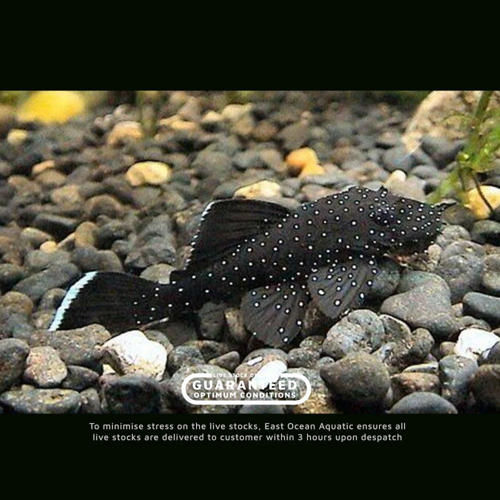 Starlight Pleco