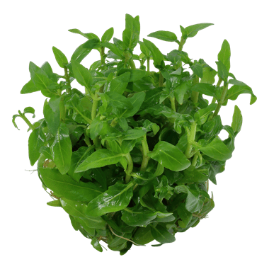Staurogyne repens TROPICA 1-2-GROW!