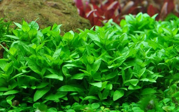 Staurogyne repens TROPICA 1-2-GROW!