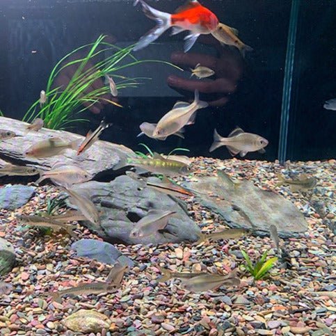 ANS Stream River Gravel/Sand (0.5-2mm, 5-15mm, 10-50mm)