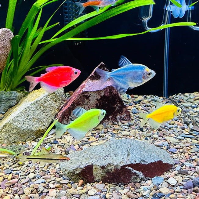 ANS Stream River Gravel/Sand (0.5-2mm, 5-15mm, 10-50mm)