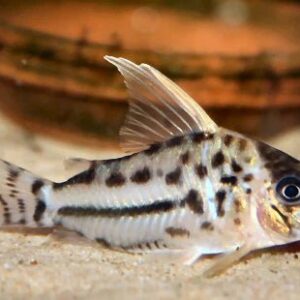 Super Schwartzi Corydoras CW28