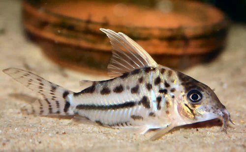 Super Schwartzi Corydoras CW28
