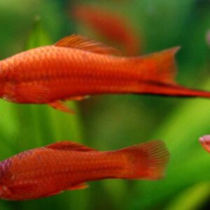 Red Swordtail