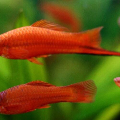 Red Swordtail