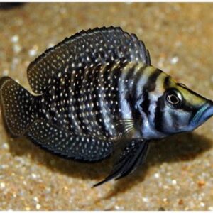 Lamp Calvus