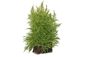 Taxiphyllum Taiwan Moss TROPICA 1-2-GROW!