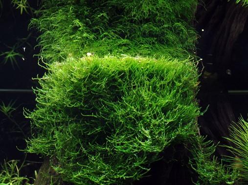 Taxiphyllum Barbieri Bogor Moss TROPICA 1-2-GROW!