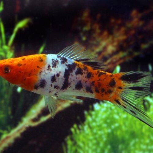 Tri-color Swordtail fish