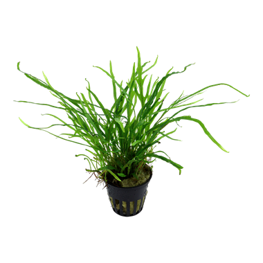 Microsorum pteropus 'Trident' Tropica Pots