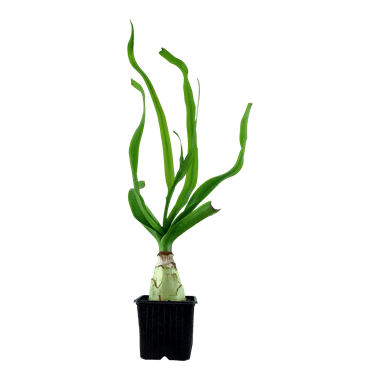 Tropica Crinum Thaianum