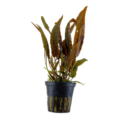 Tropica Cryptocoryne Usteriana in Pot