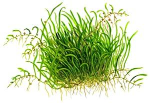 Utricularia graminifolia TROPICA 1-2-GROW!