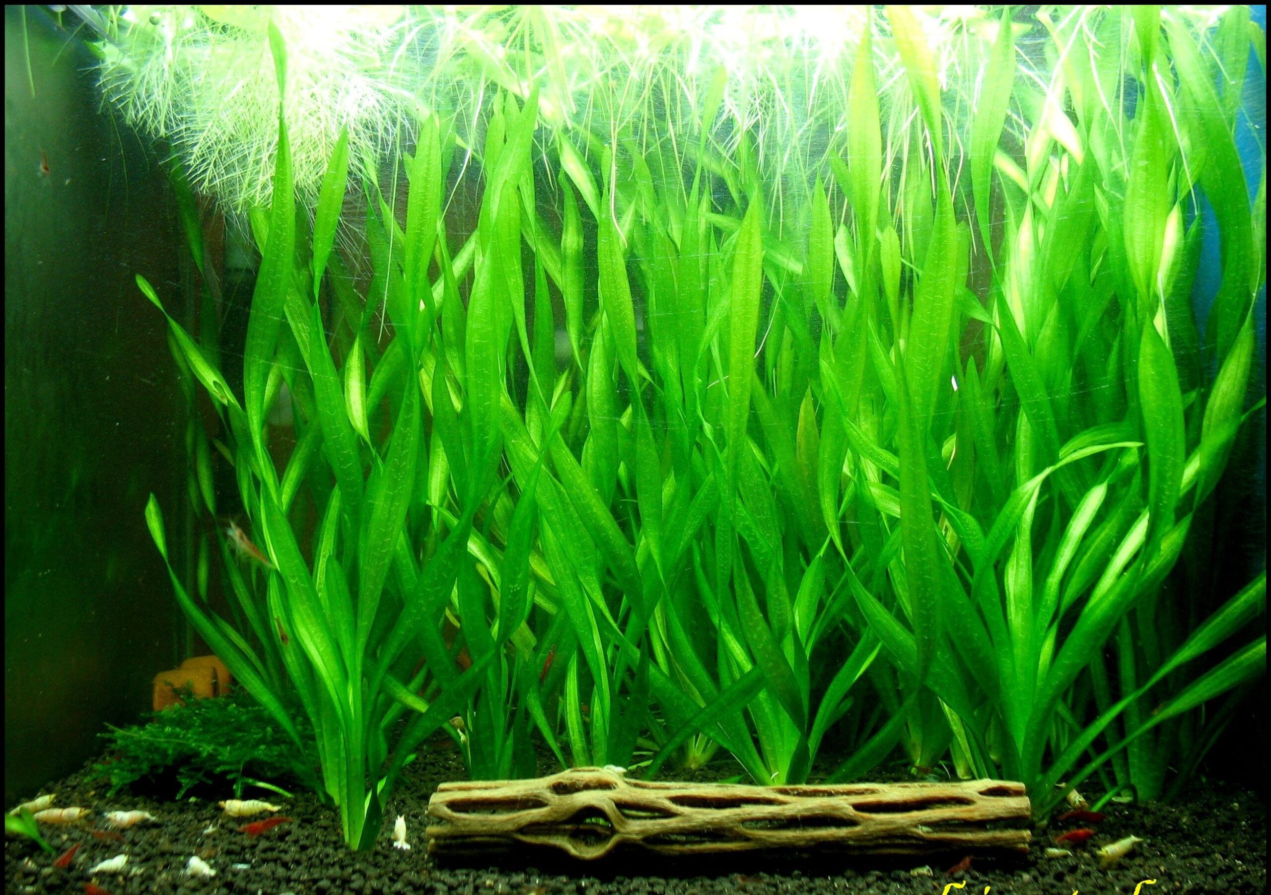 TCulture Vallisneria Spiralis (Pot)