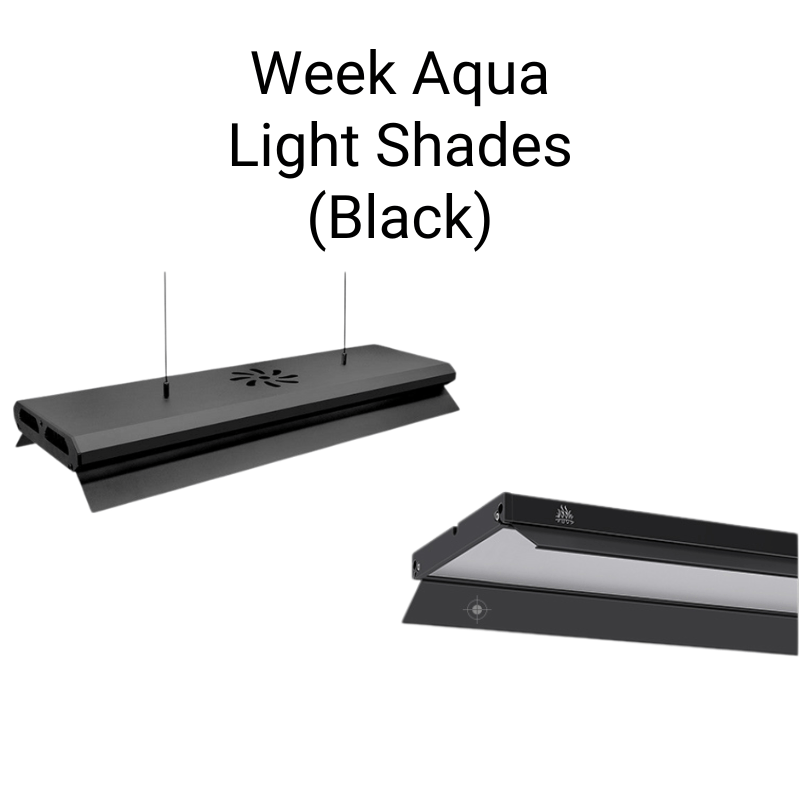 Week Aqua - Light Shades Black (V/M/L/P - Series) (1 pair/box)