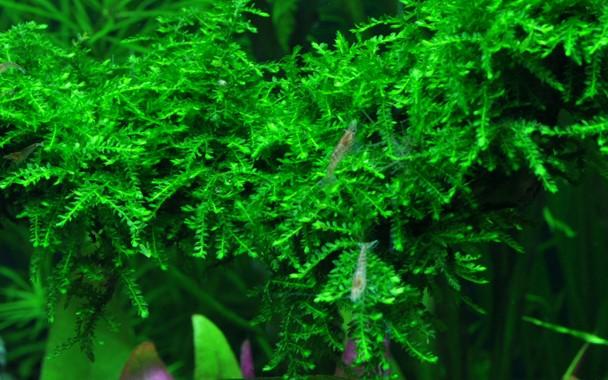 Vesicularia Ferriei 'Weeping' TROPICA 1-2-GROW!