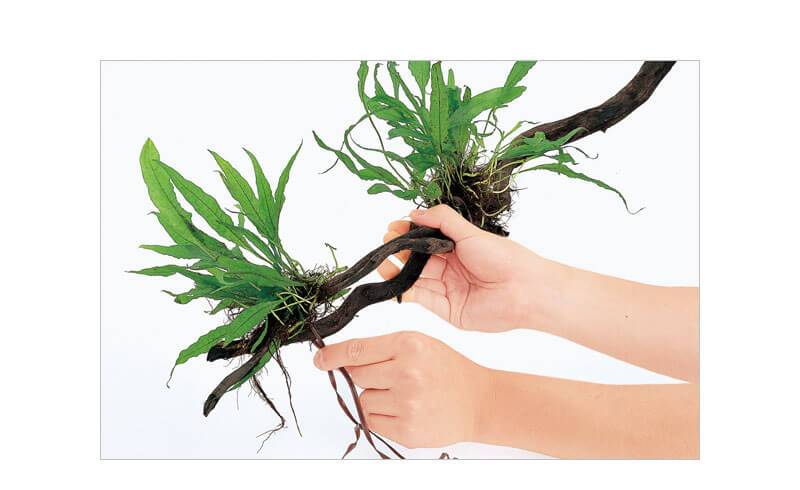 ADA Wood Tight (10m)