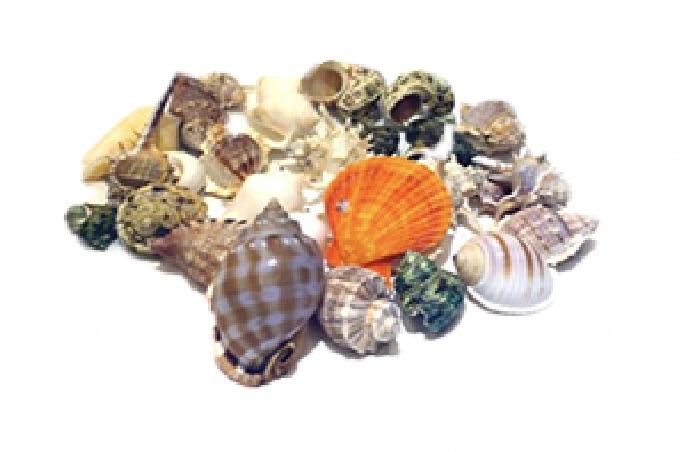 Mix Seashell Decoration