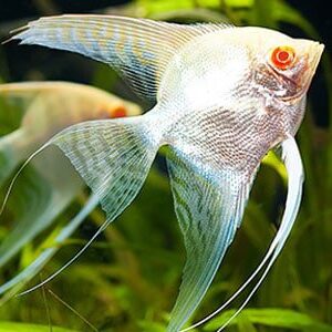 Albino angel