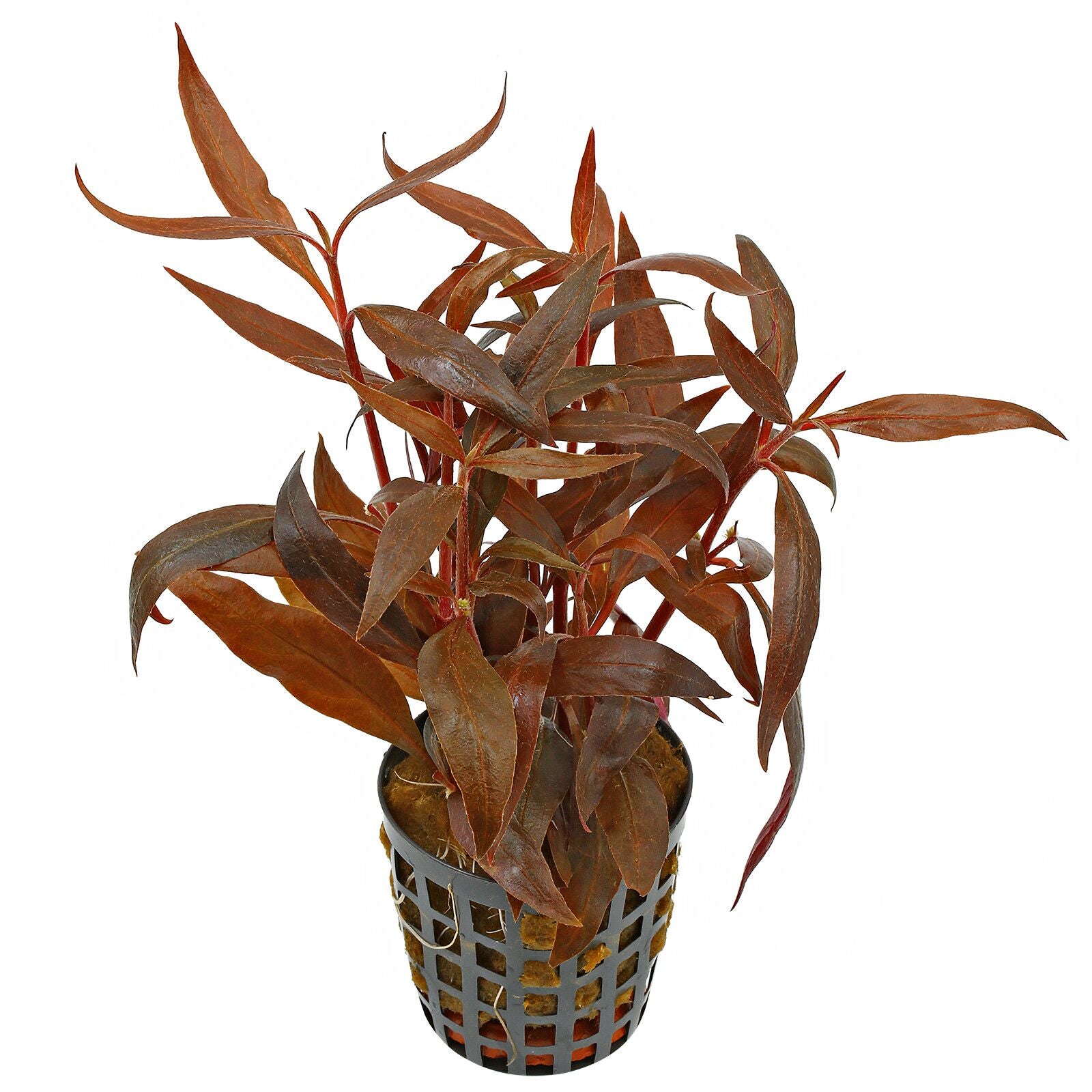 TCulture Alternanthera Reineckii 'Pink' (Pot)