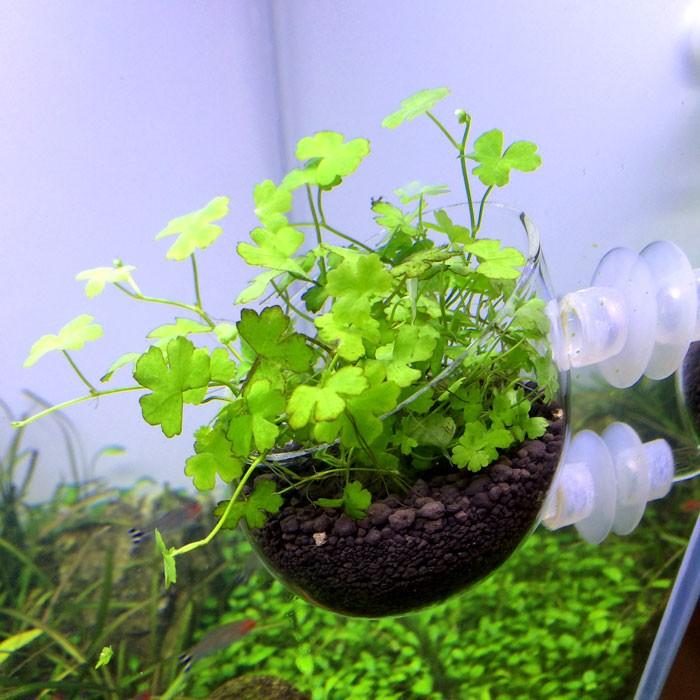 ANS OPTI GLASS I-Pot mini