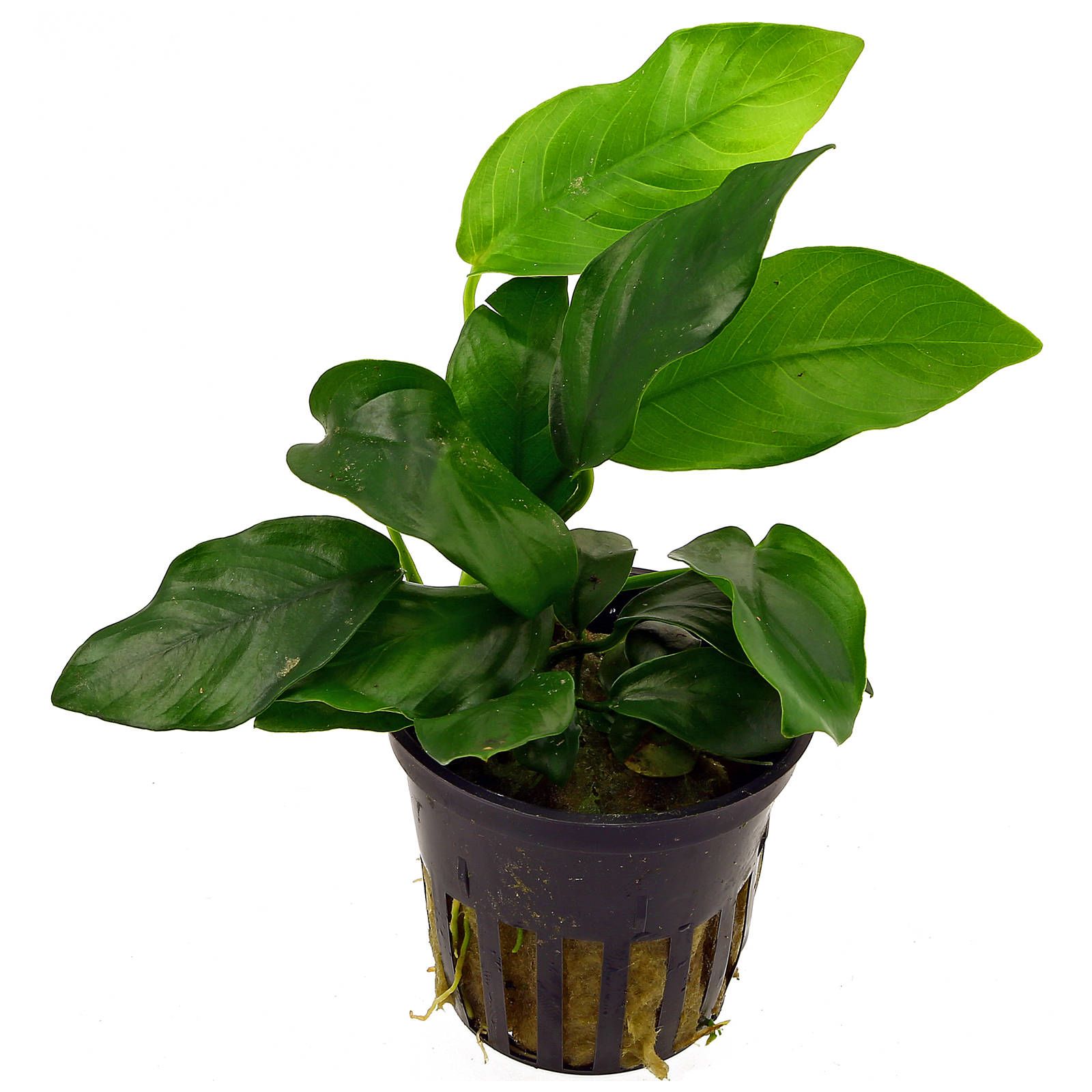 TCulture Anubias Barteri var. Nana (Pot)