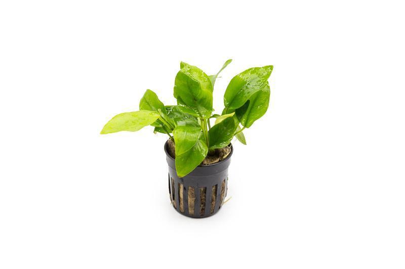 TCulture Anubias Nana Golden (Pot/TC Cup)