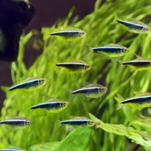Black Neon Tetra