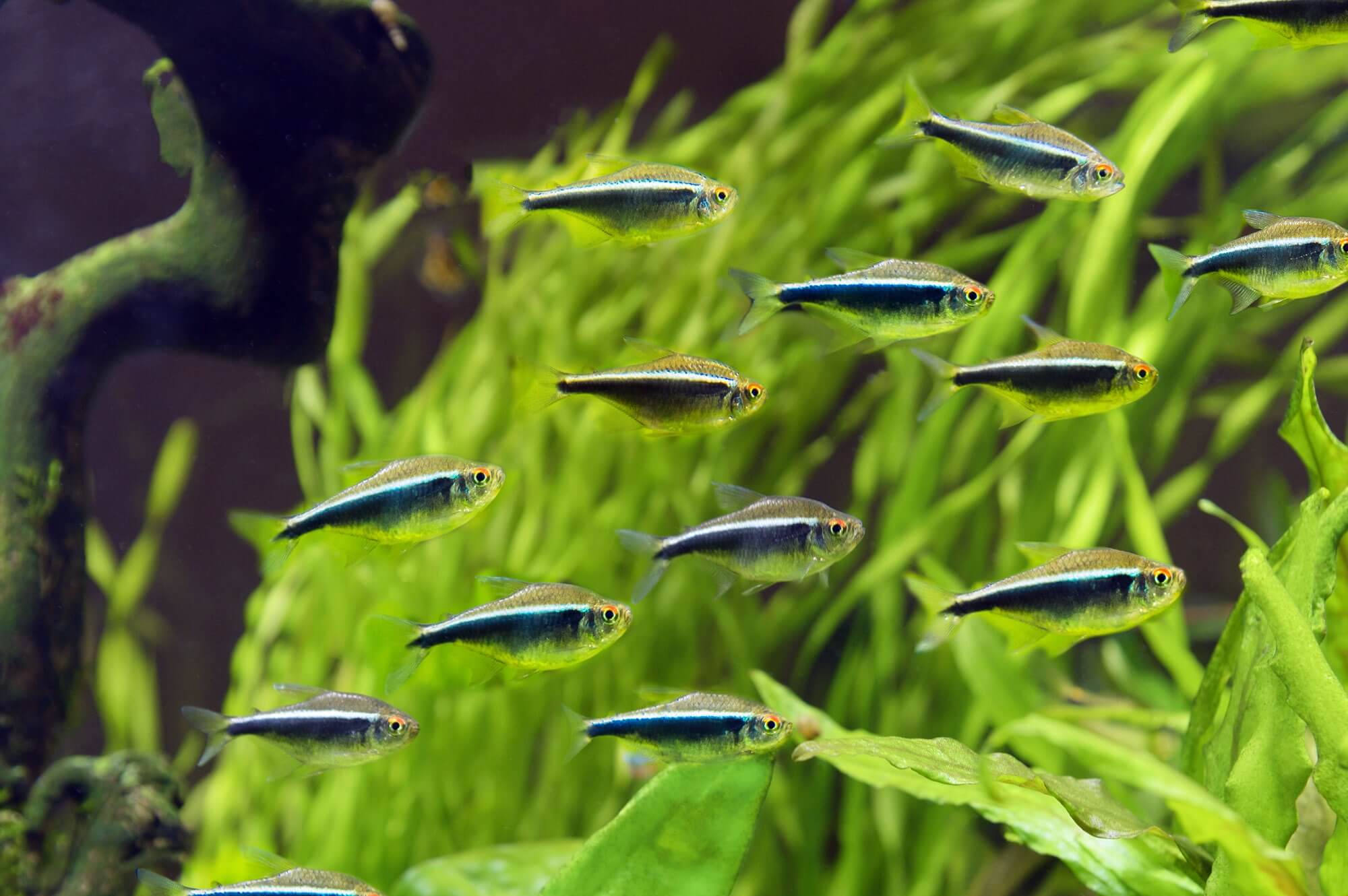 Black Neon Tetra