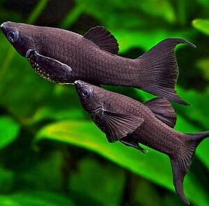 Black Molly