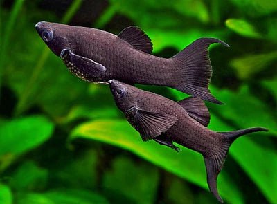 Black Molly