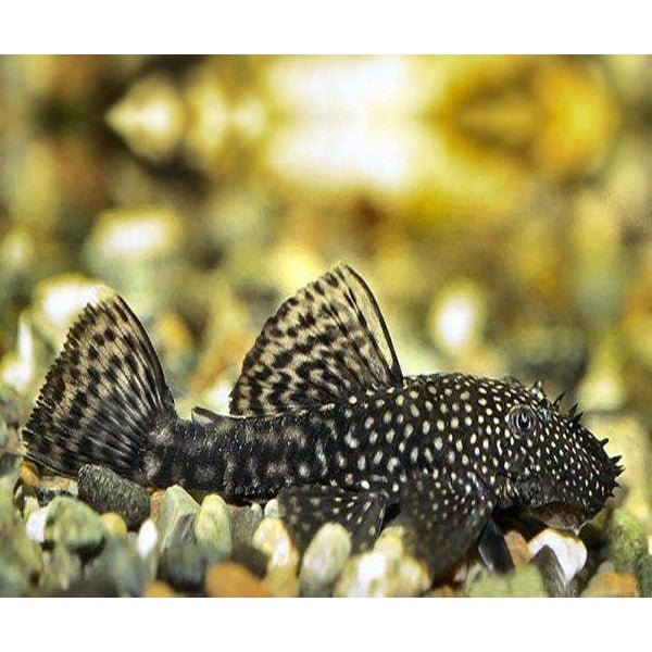 Bristlenose Pleco ( black )