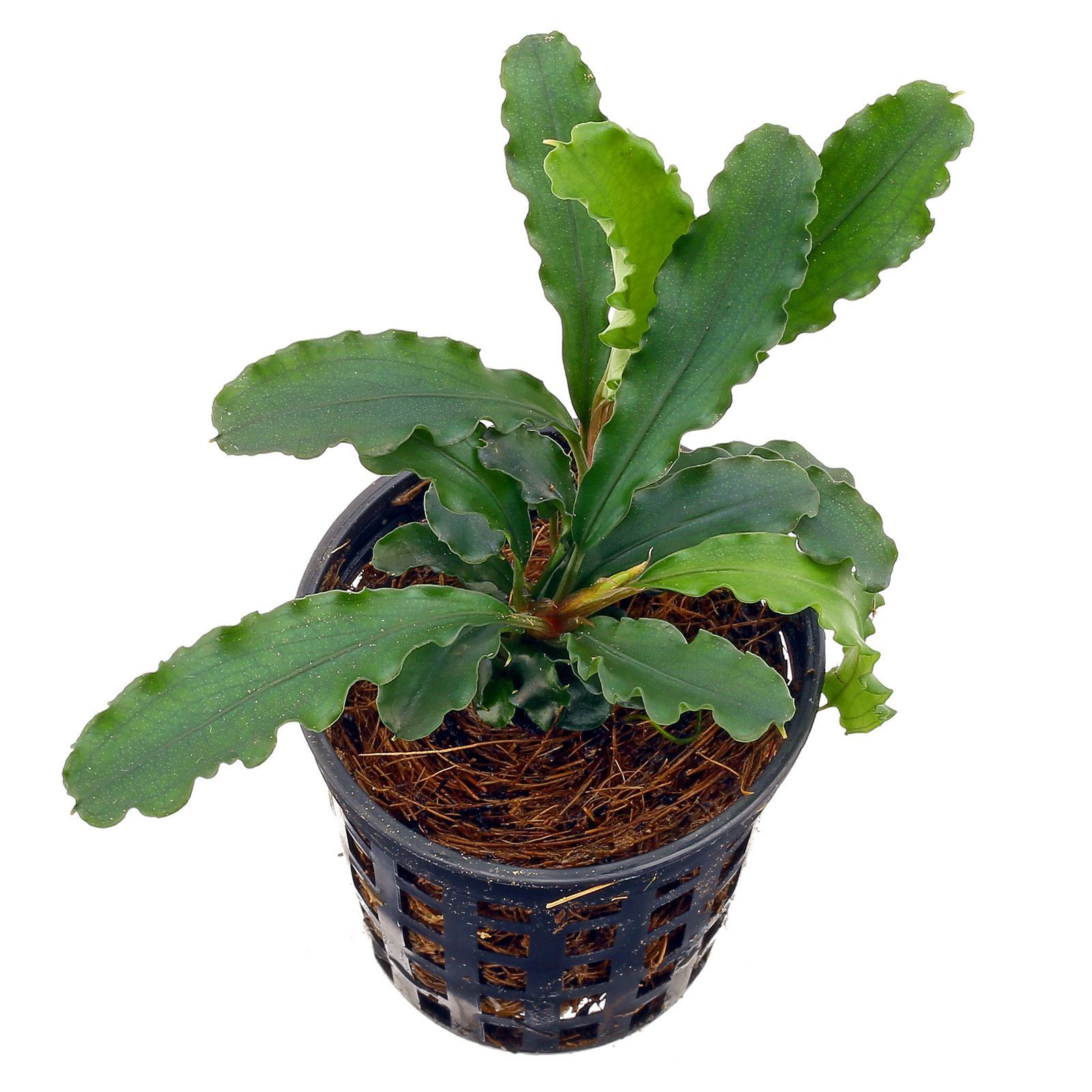 Dennerle Bucephalandra spec. Wavy Leaf in Pot