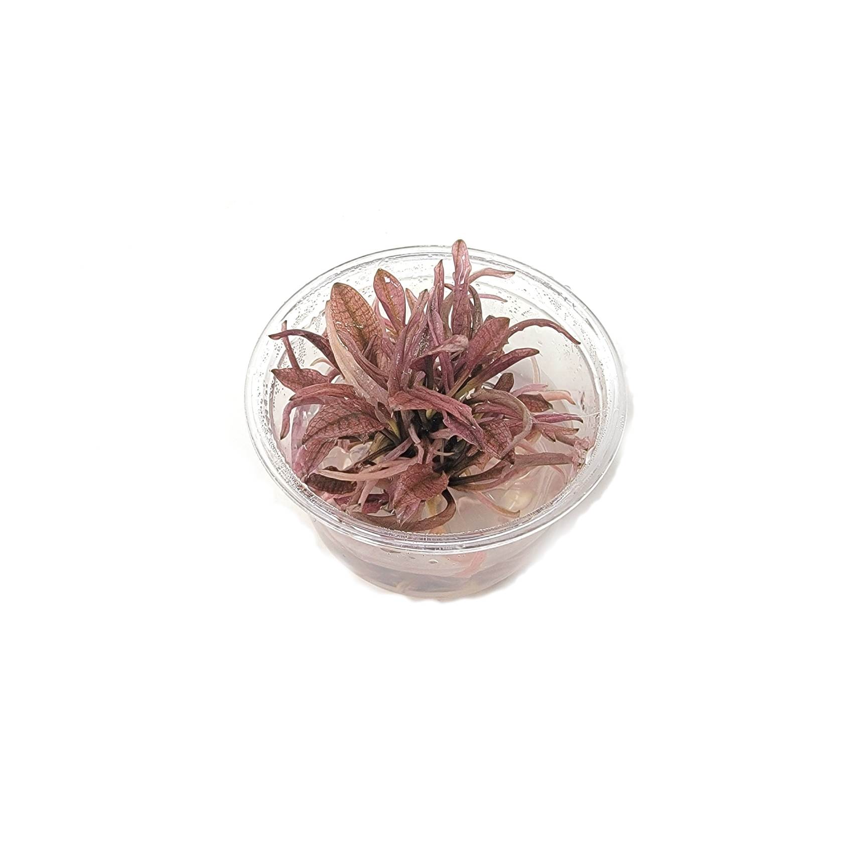 TCulture Cryptocoryne Flamingo (Pot/TC Cup)