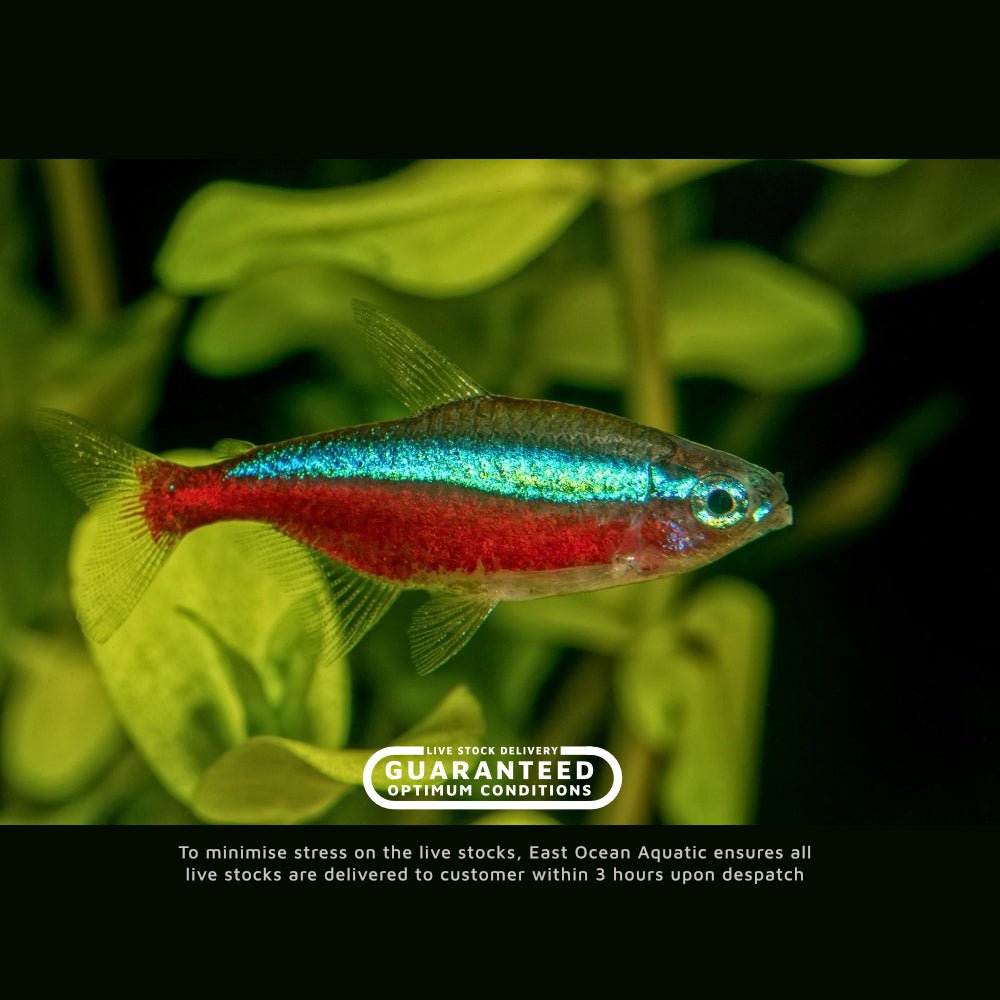 Cardinal Tetra