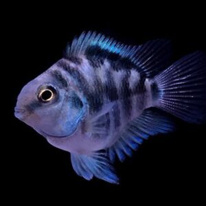 polar blue parrot cichlid (small size)